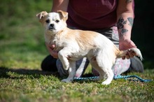 PEREGRIN, Hund, Mischlingshund in Erkelenz