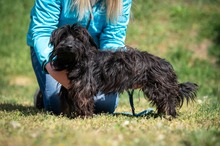 CUSCO, Hund, Mischlingshund in Erkelenz