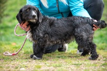 EIRA, Hund, Mischlingshund in Bad Wünnenberg