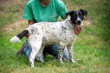 INYRA, Hund, Mischlingshund in Essen