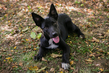 MASHA, Hund, Mischlingshund in Kroatien