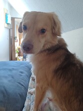 BALU, Hund, Mischlingshund in Boxberg