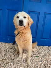 LOVIS, Hund, Golden Retriever in Türkei
