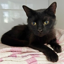 NAROA, Katze, Europäisch Kurzhaar in Spanien