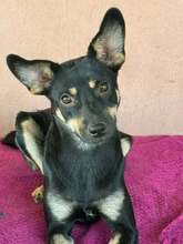 MAILY, Hund, Mischlingshund in Rumänien