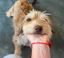 STRUPPI, Hund, Dackel in Ungarn