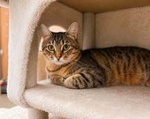 TREYSI, Katze, Europäisch Kurzhaar in Bulgarien