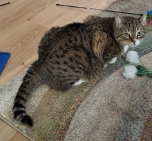 PEANUT, Katze, Europäisch Kurzhaar in Duisburg