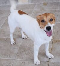VIOLETA, Hund, Ratonero Bodeguero Andaluz-Mix in Spanien