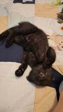 SIFUSOCKE, Katze, Europäisch Kurzhaar in Wedemark