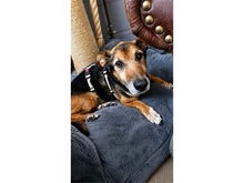 BENNIO, Hund, Mischlingshund in Goslar