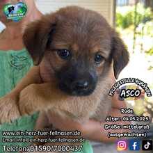 ASCO, Hund, Mischlingshund in Waakirchen
