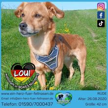 LOUI, Hund, Mischlingshund in Nürnberg
