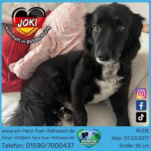 JOKI, Hund, Mischlingshund in Poing