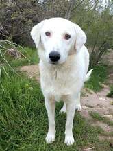 BELLA, Hund, Mischlingshund in Bulgarien
