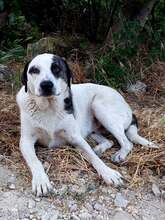 BRUNO, Hund, Mischlingshund in Bulgarien