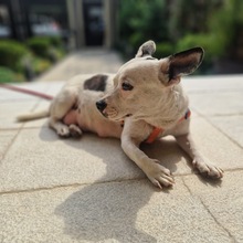 SURI, Hund, Französische Bulldogge in Rumänien