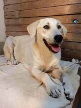 BEJ, Hund, Mischlingshund in Bulgarien
