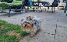 ENNI, Hund, Yorkshire Terrier-Mix in München