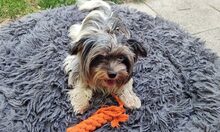 ANNE, Hund, Yorkshire Terrier-Mix in München