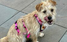 ALMA, Hund, Mischlingshund in Unkel