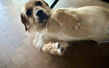 MARCY, Hund, Mischlingshund in Unkel