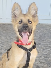 ANNY, Hund, Mischling in Rumänien
