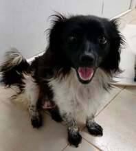 KOKI, Hund, Mischlingshund in Rumänien