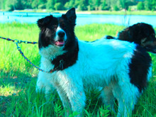 ASYA, Hund, Mischlingshund in Tiefenbach