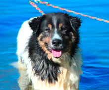 MASHA, Hund, Mischlingshund in Tiefenbach