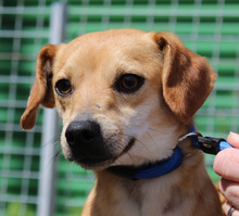 BITZY, Hund, Terrier in Zypern