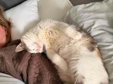 TESSA, Katze, Europäisch Kurzhaar in Minden