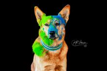 VOUKI, Hund, Mischlingshund in Mengkofen