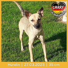 CARRY, Hund, Mischlingshund in Sauerlach