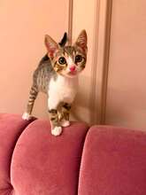 BERT, Katze, Europäisch Kurzhaar in Bulgarien
