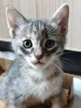 ANI, Katze, Europäisch Kurzhaar in Bulgarien