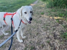 EMMA, Hund, Mischlingshund in Baiersdorf