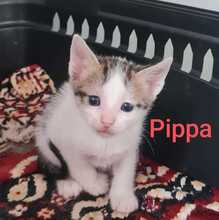 PIPPA, Katze, Europäisch Kurzhaar in Rumänien
