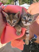 HANNI, Katze, Europäisch Kurzhaar in Bulgarien