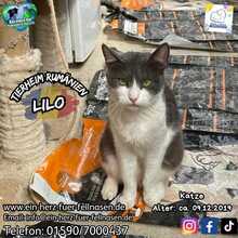 LILO, Katze, Europäisch Kurzhaar in Rumänien