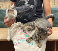 JORIS, Katze, Europäisch Kurzhaar in Rumänien