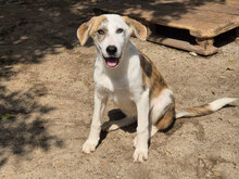 MALLORY, Hund, Mischlingshund in Bulgarien