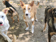 TUCHI, Hund, Mischlingshund in Bulgarien