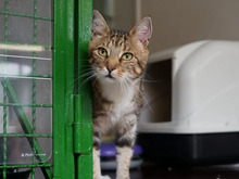DOLORES, Katze, Europäisch Kurzhaar in Hamburg