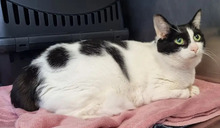 RONJA, Katze, Europäisch Kurzhaar in Hamburg