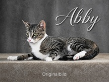 ABBY, Katze, Europäisch Kurzhaar in Portugal