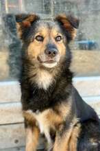 SIRLANCELOT, Hund, Mischlingshund in Rumänien