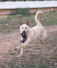 JOHAN, Hund, Podenco Mischling in Spanien