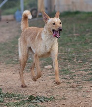 DAENERYS, Hund, Podenco Mischling in Spanien