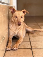 DALLAS, Hund, Podenco-Mischling in Spanien